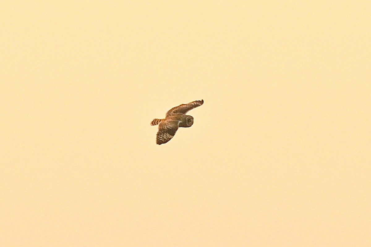 Short-eared Owl - ML356890241