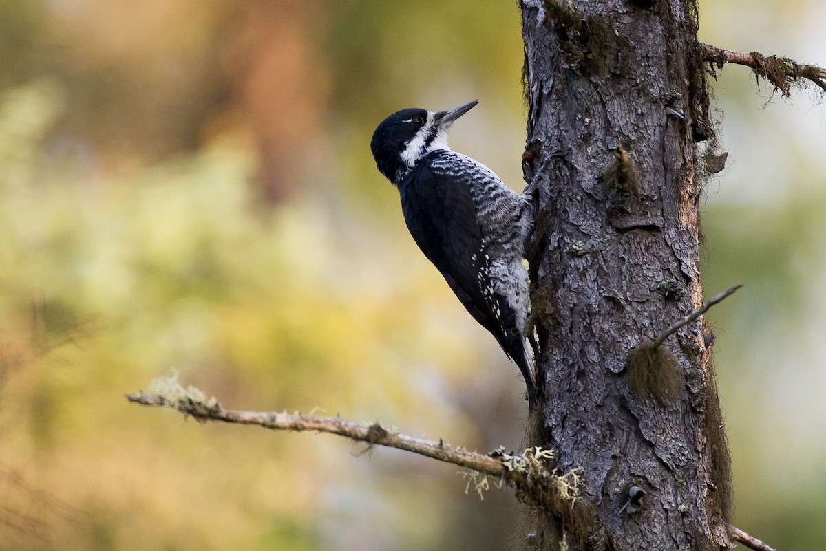 Black-backed Woodpecker - ML35689501