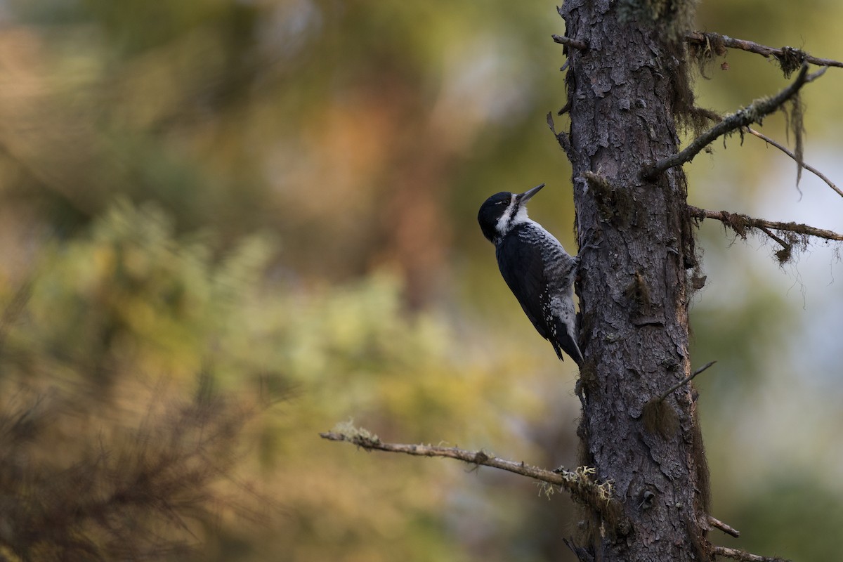 Black-backed Woodpecker - Chris Wood