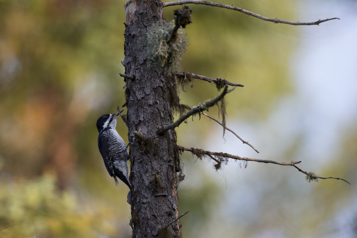 Black-backed Woodpecker - ML35689611