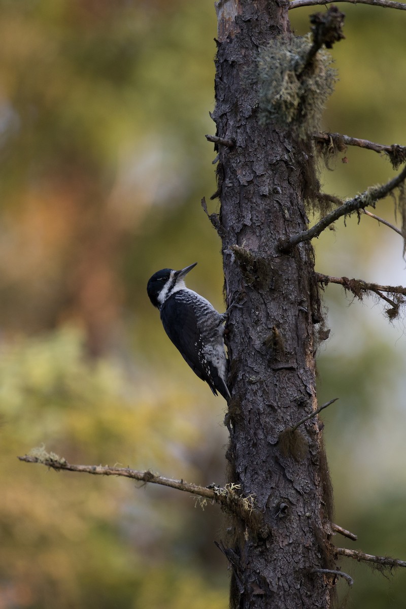 Black-backed Woodpecker - ML35689661