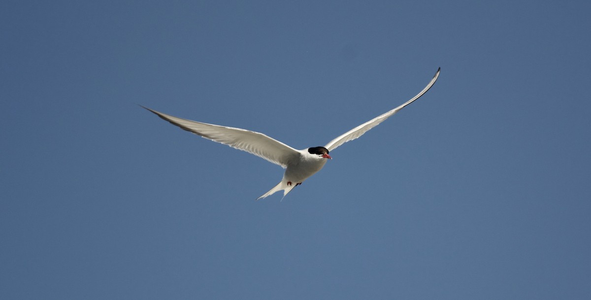 Arctic Tern - ML356899391