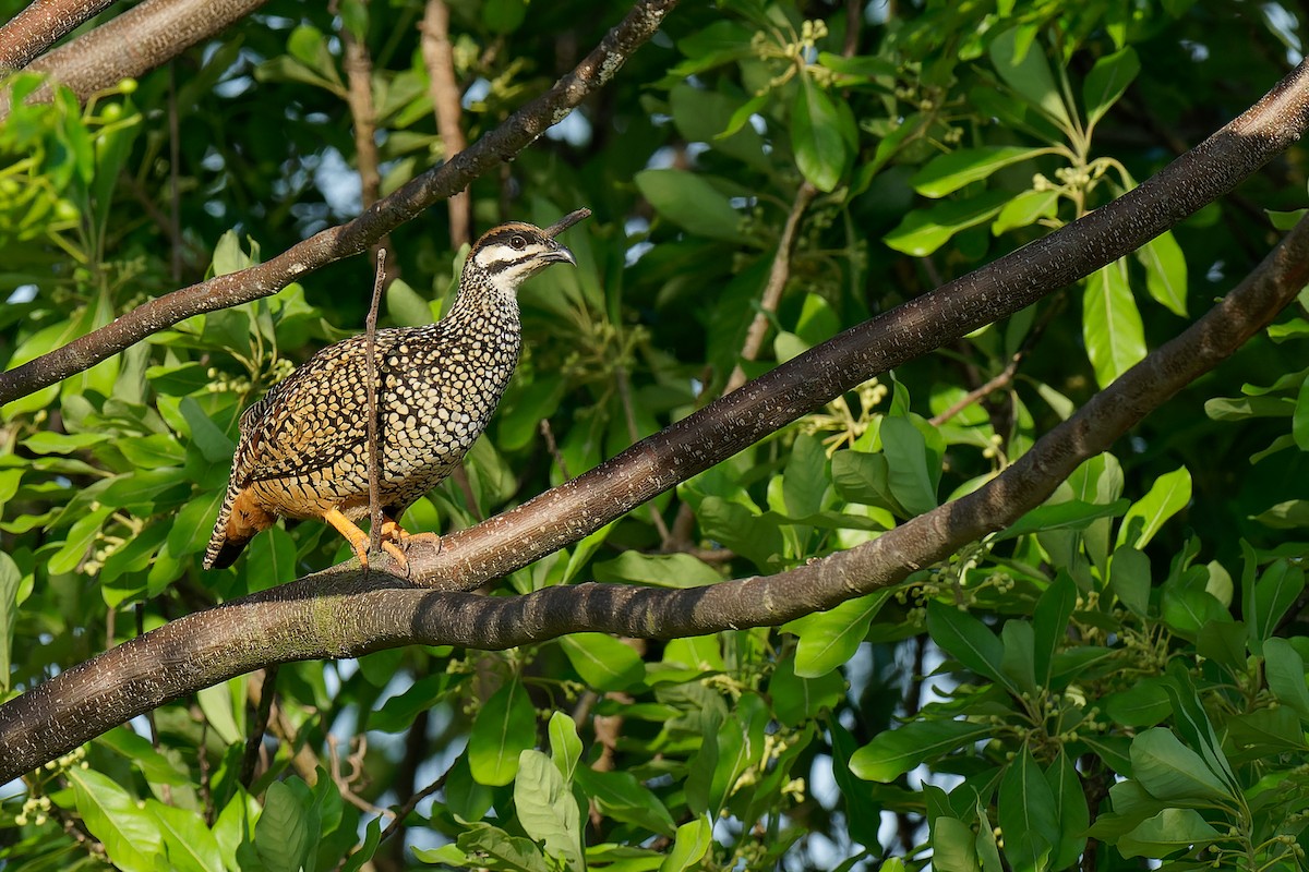 Chinese Francolin - ML356901801