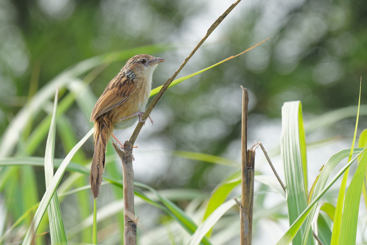 Chinese Grassbird - ML356902421