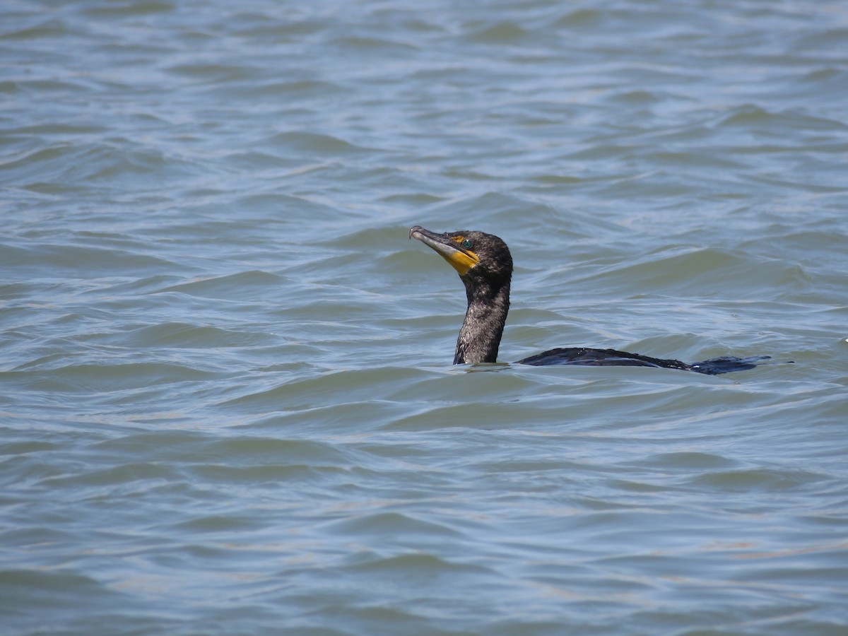 Double-crested Cormorant - Curtis Mahon