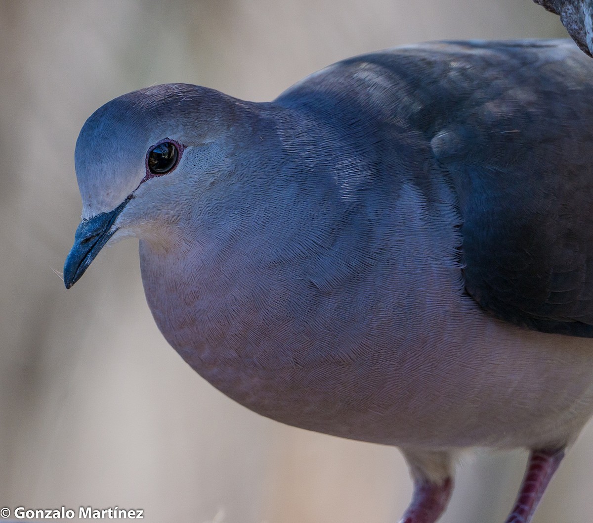 Large-tailed Dove - ML356903051