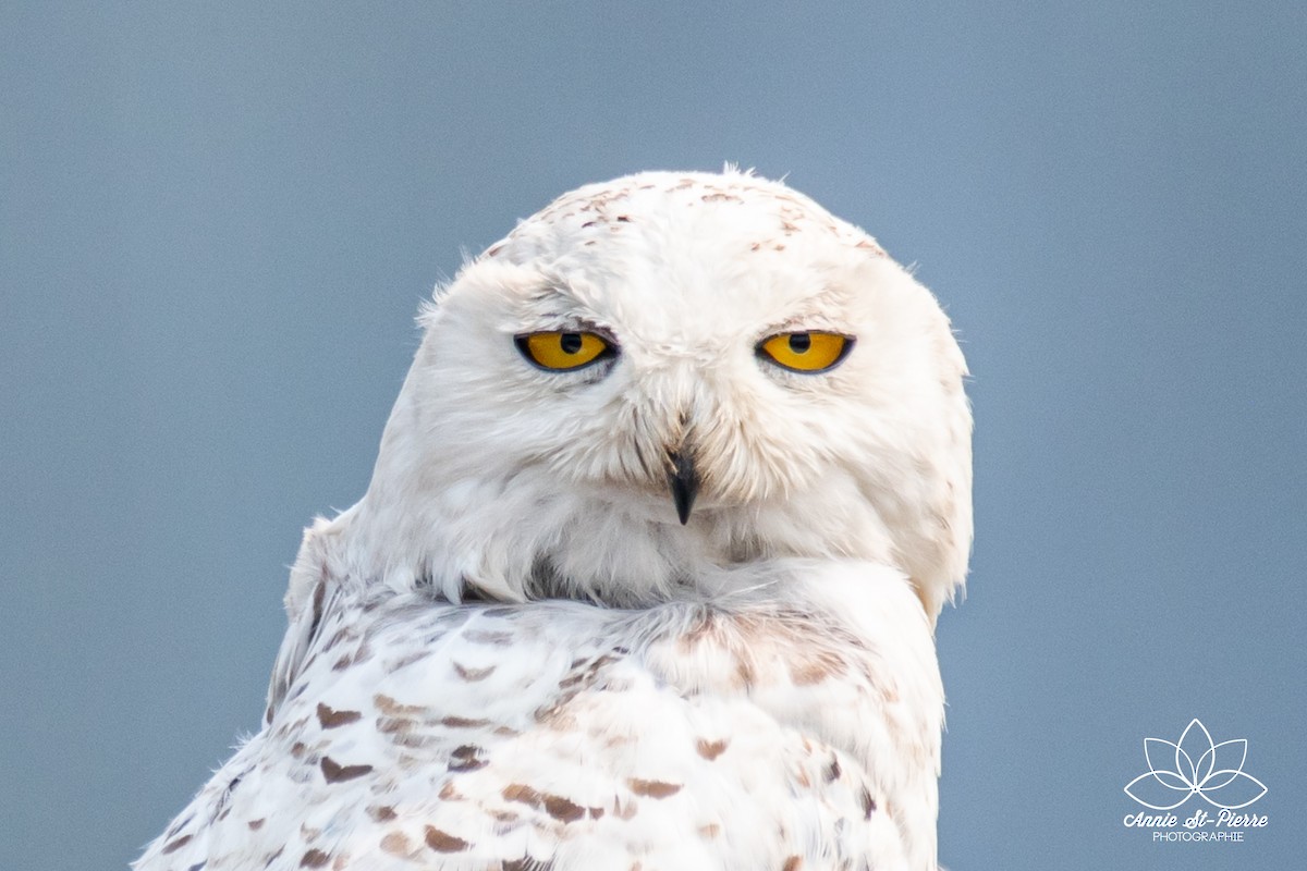 Snowy Owl - ML356904481