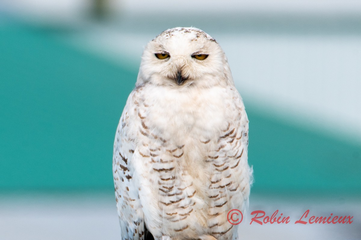 Snowy Owl - Robin Lemieux