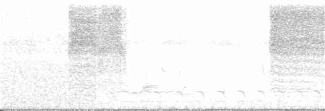 White-lored Gnatcatcher - ML35690461