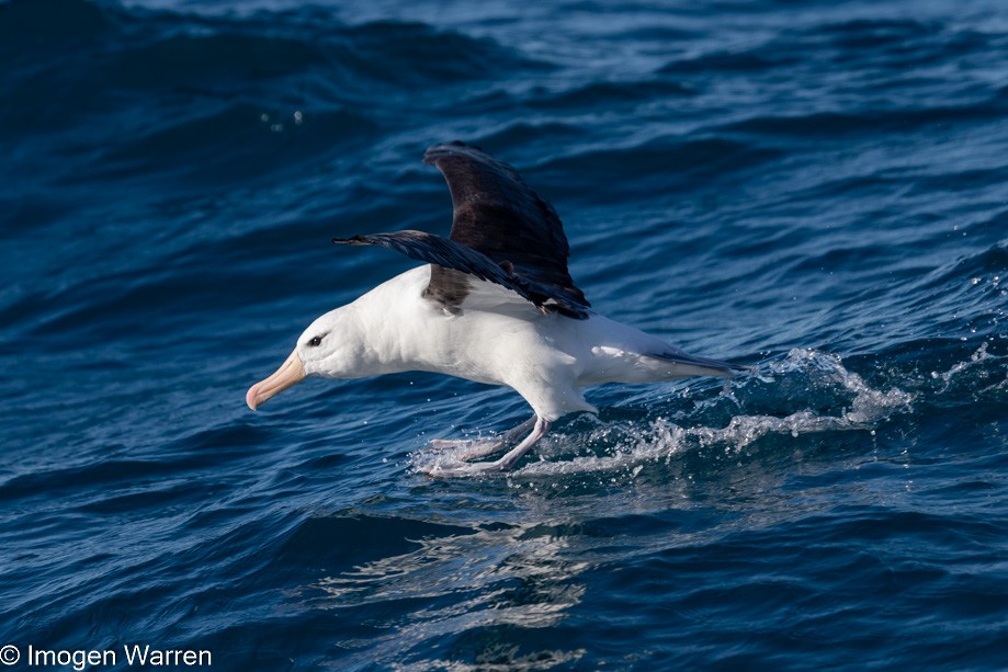 Black-browed Albatross (Black-browed) - ML356907021