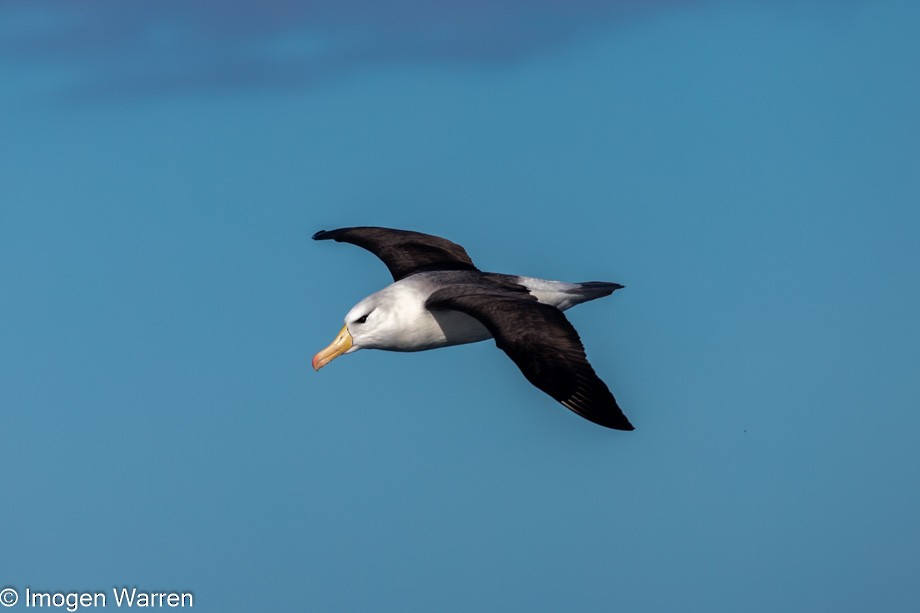 Black-browed Albatross (Black-browed) - ML356907101