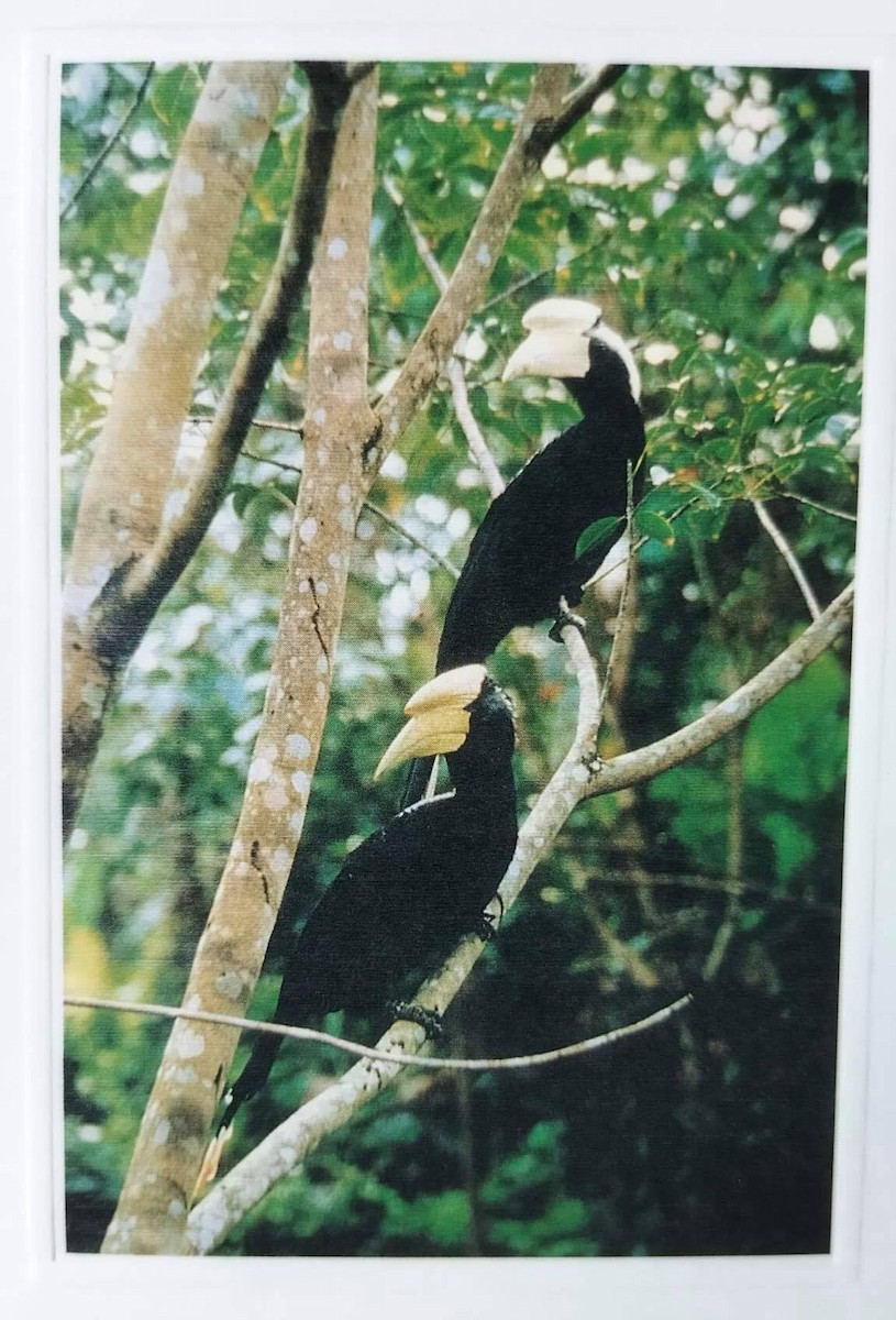 Black Hornbill - Rungsrit Kanjanavanit