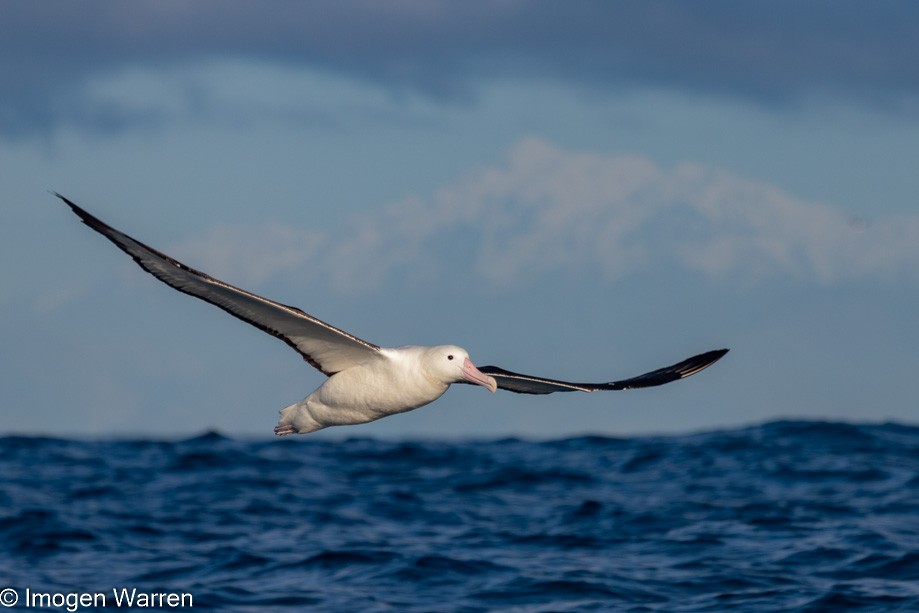 Northern Royal Albatross - Imogen Warren