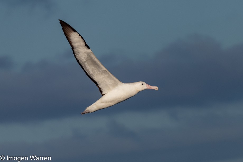 Northern Royal Albatross - ML356913011