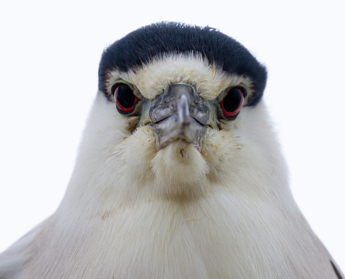 Black-crowned Night Heron - Sasha Cahill