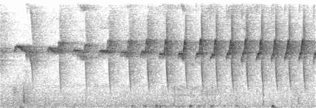 Ak Kaşlı Dikenkuyruk (cinereiventris) - ML356913541