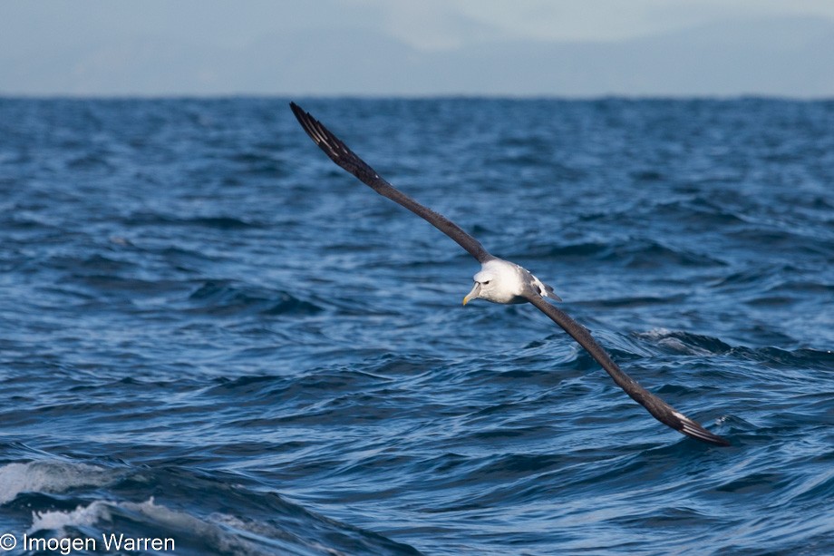 White-capped Albatross (steadi) - ML356913911