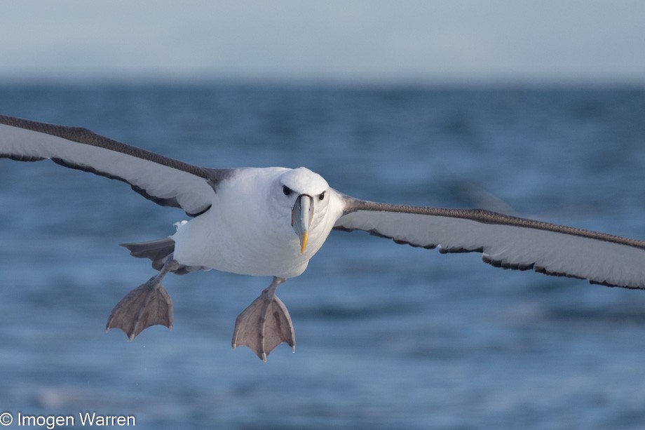 White-capped Albatross (steadi) - ML356913981