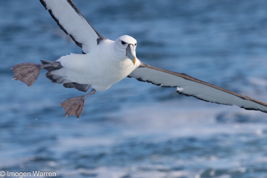 White-capped Albatross (steadi) - ML356914041