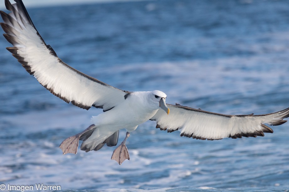 White-capped Albatross (steadi) - Imogen Warren