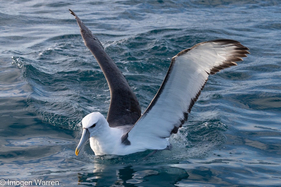 White-capped Albatross (steadi) - ML356914161