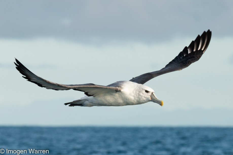 White-capped Albatross (steadi) - Imogen Warren