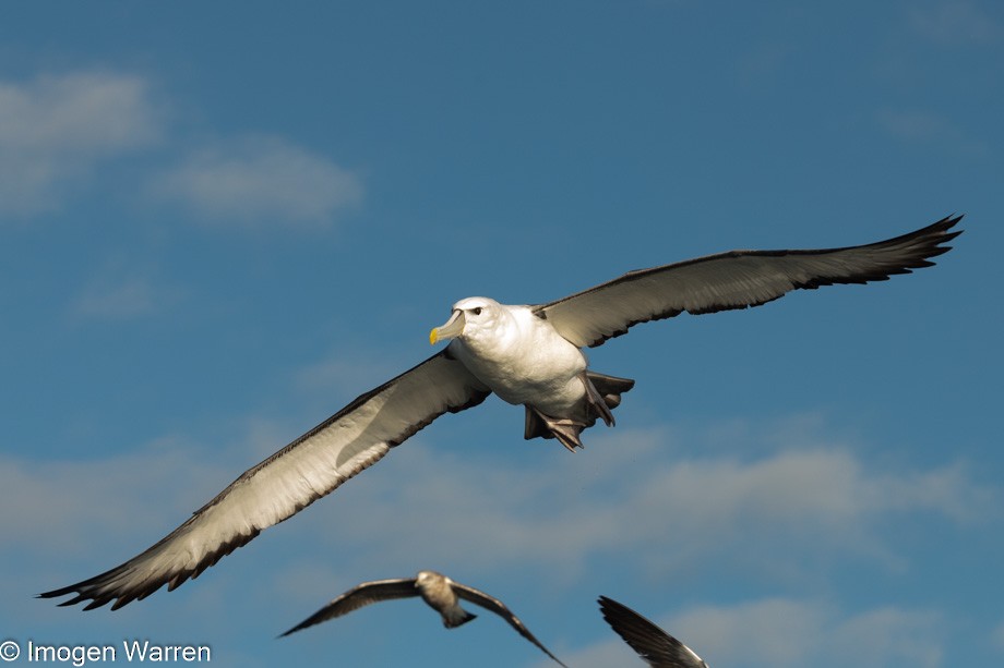 White-capped Albatross (steadi) - ML356914321