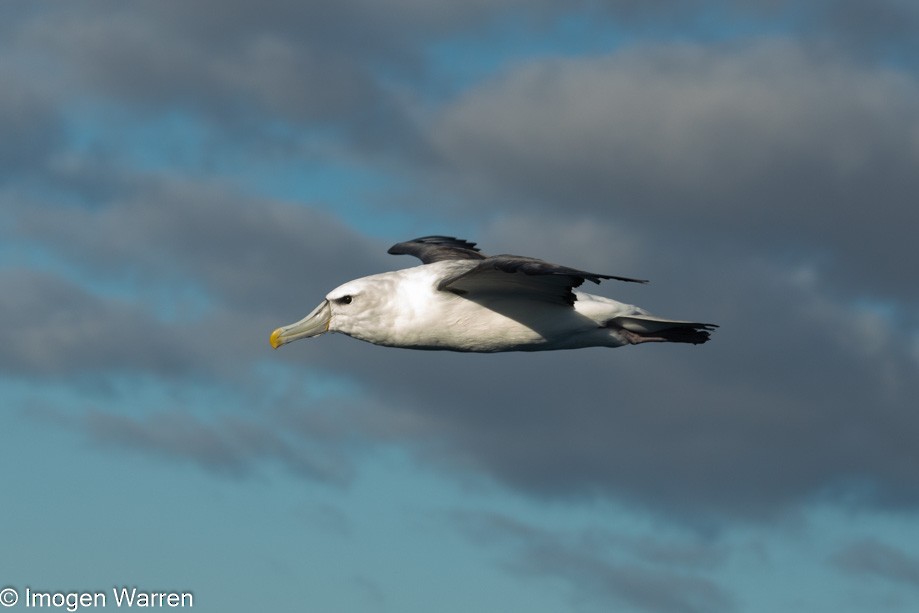 White-capped Albatross (steadi) - ML356914381