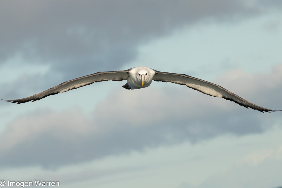 White-capped Albatross (steadi) - ML356914541