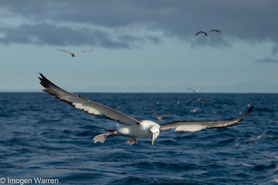 White-capped Albatross (steadi) - ML356914591