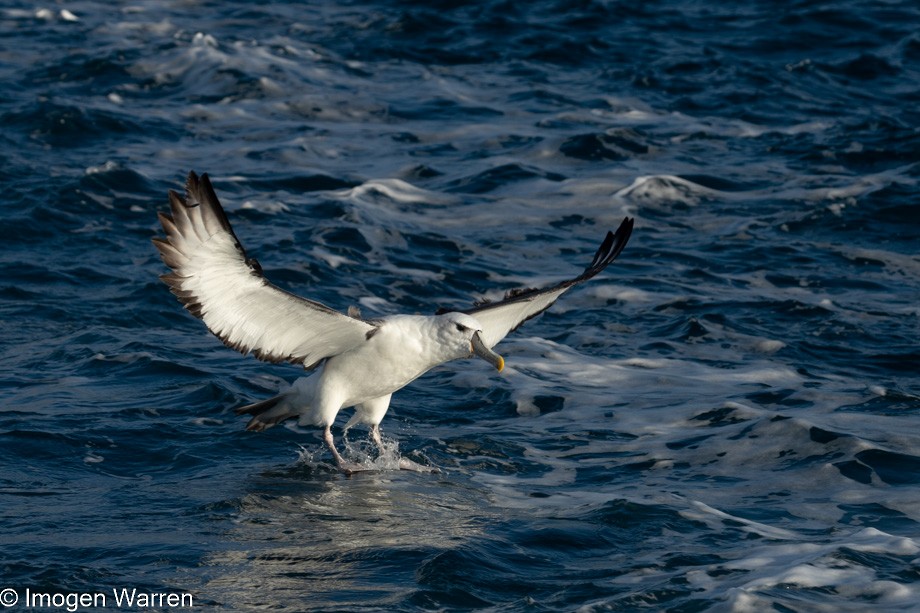 White-capped Albatross (steadi) - ML356914661