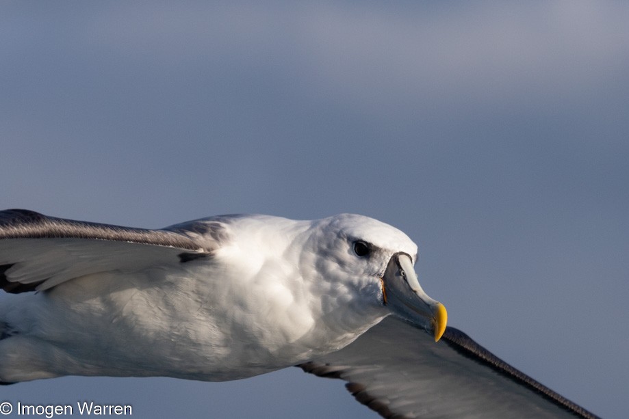 White-capped Albatross (steadi) - ML356914711