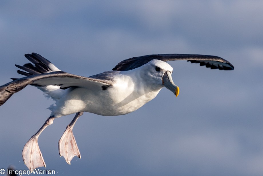 White-capped Albatross (steadi) - ML356914771