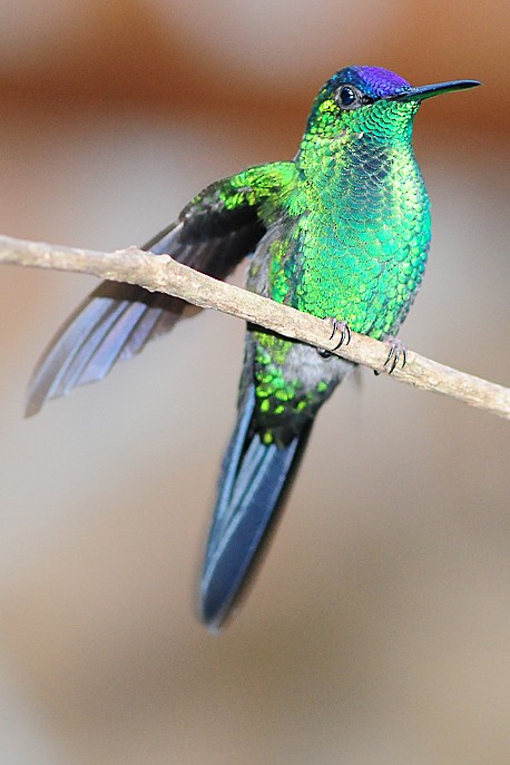 kolibřík fialovotemenný - ML35691481