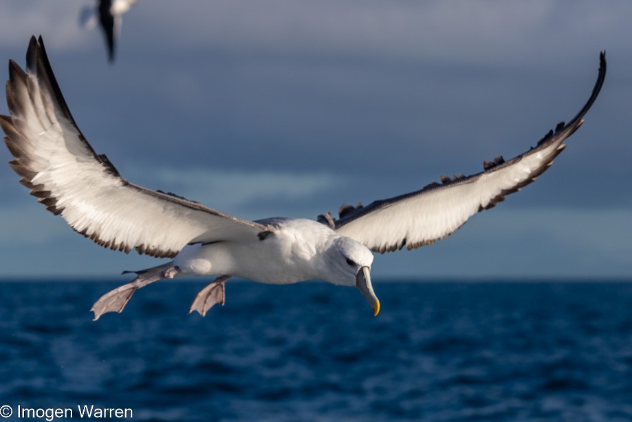 White-capped Albatross (steadi) - ML356914821