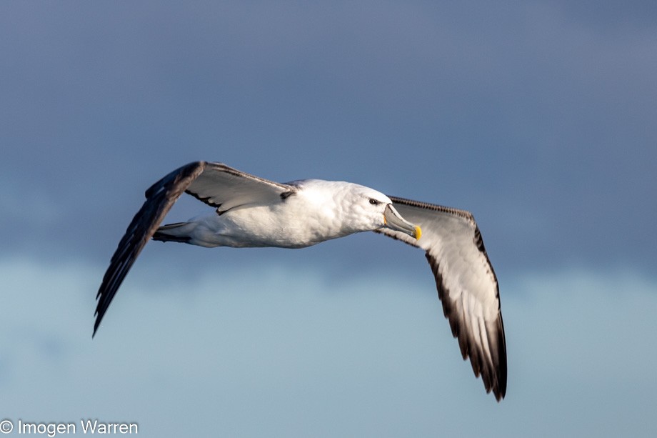 White-capped Albatross (steadi) - ML356914881