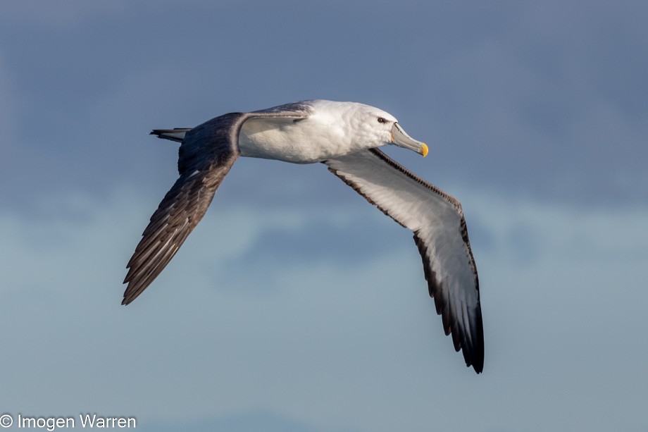 White-capped Albatross (steadi) - ML356914941