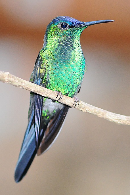 kolibřík fialovotemenný - ML35691581