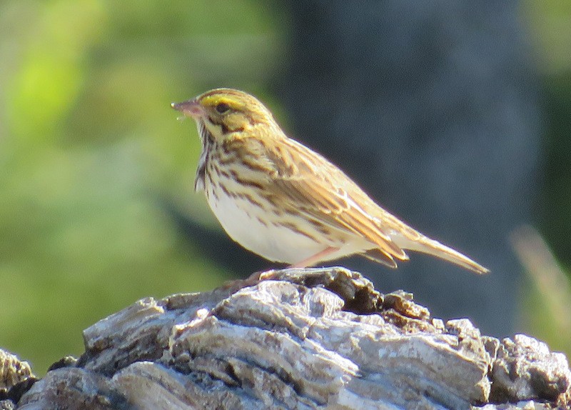Savannah Sparrow - ML35691961
