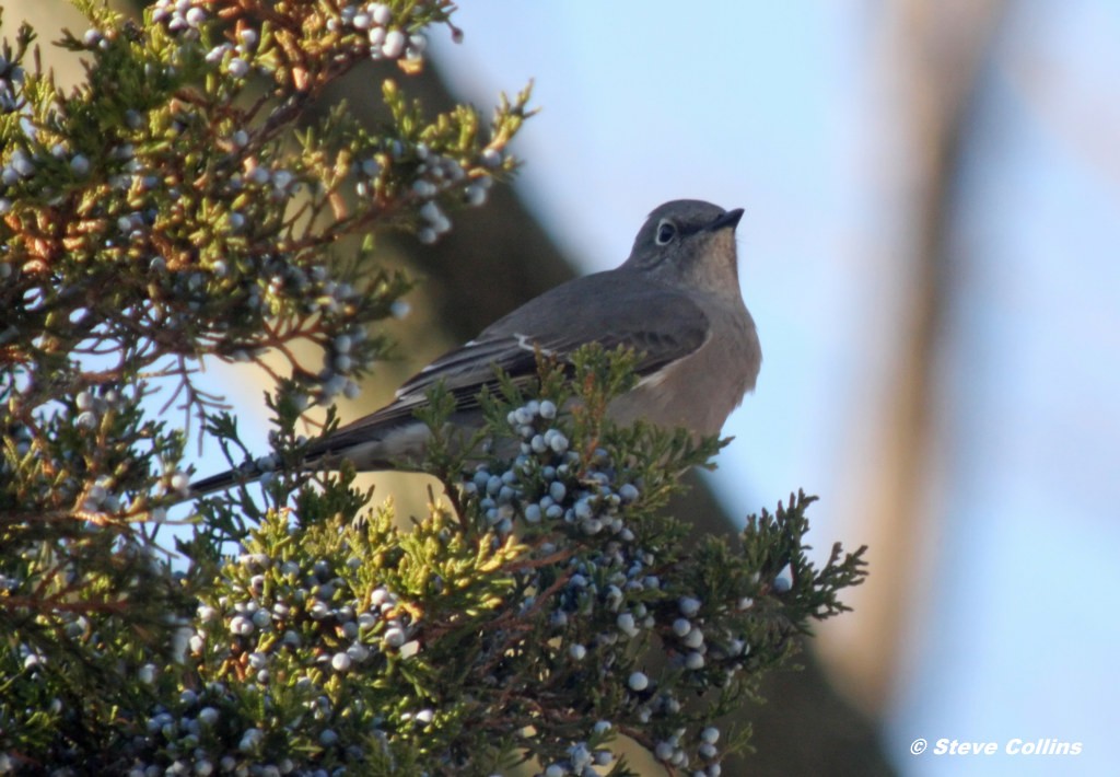 Townsend's Solitaire - ML35692271