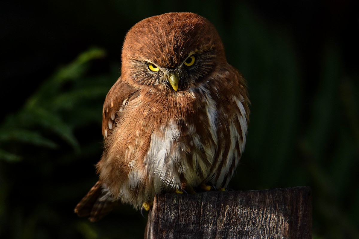 Austral Pygmy-Owl - ML356933001