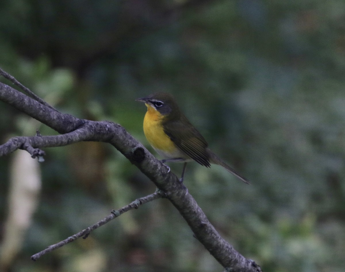 Yellow-breasted Chat - Jim Sparrell