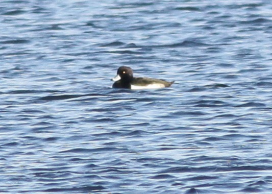 Tufted Duck - ML35694051