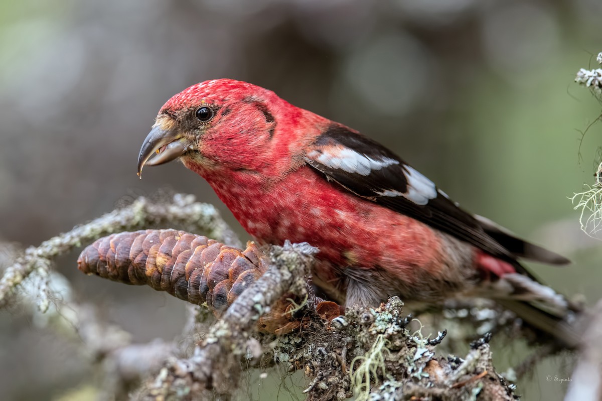 White-winged Crossbill - Shailesh Pinto