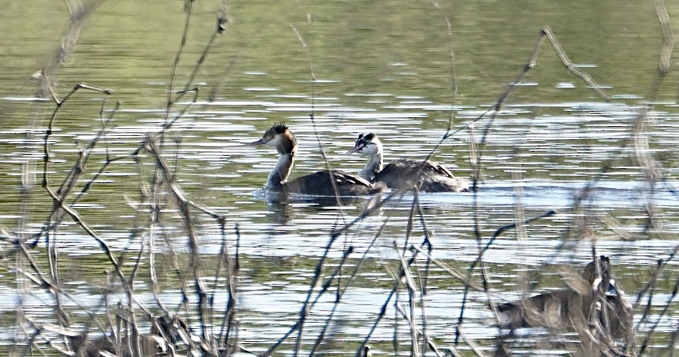 Great Crested Grebe - ML356948571