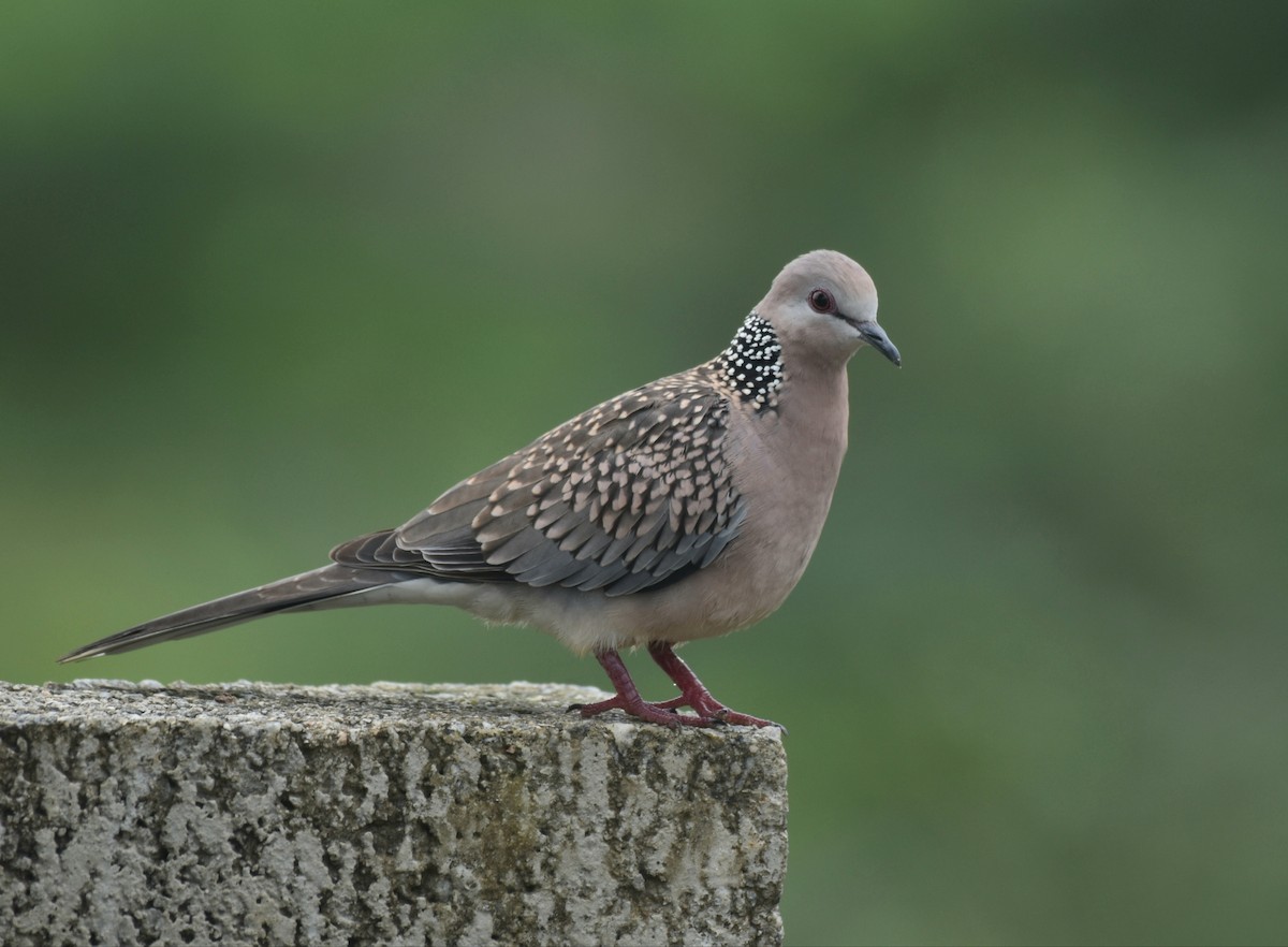 Spotted Dove - Dr Mohammed Umer  Sharieff
