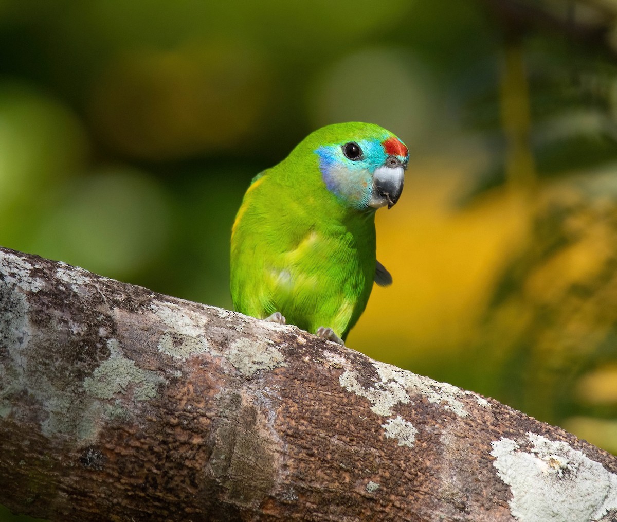 Double-eyed Fig-Parrot - ML356956931
