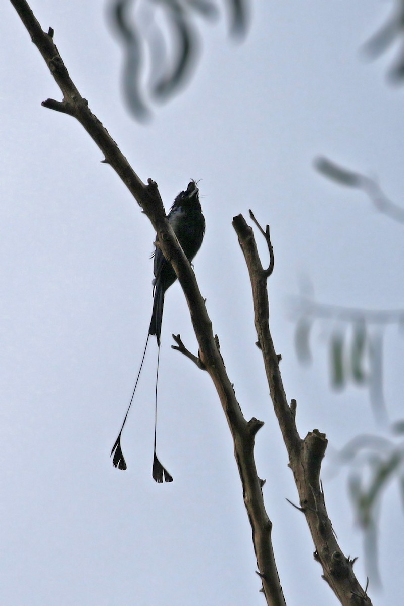 Greater Racket-tailed Drongo - ML356960021