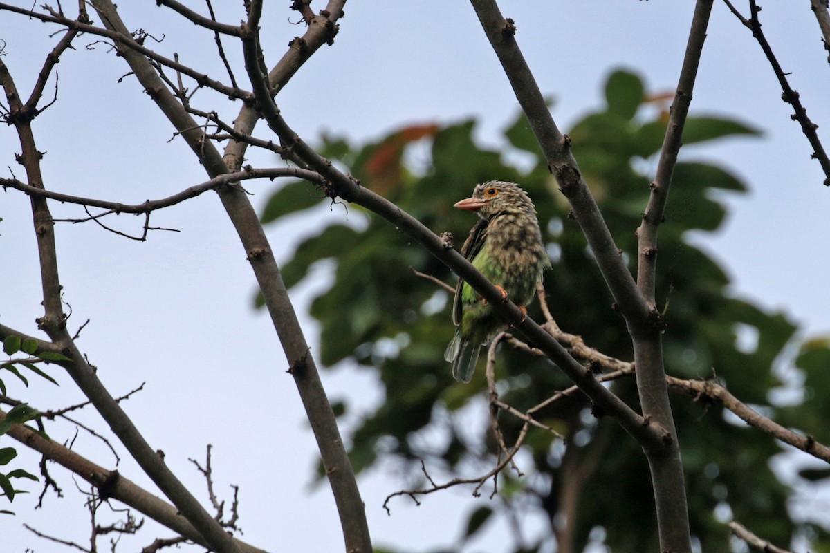 Lineated Barbet - Charley Hesse TROPICAL BIRDING