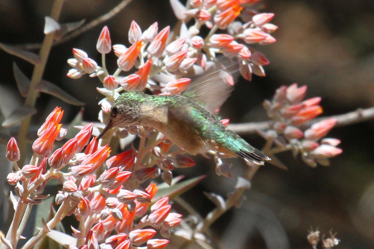 Calliope Hummingbird - ML35696321